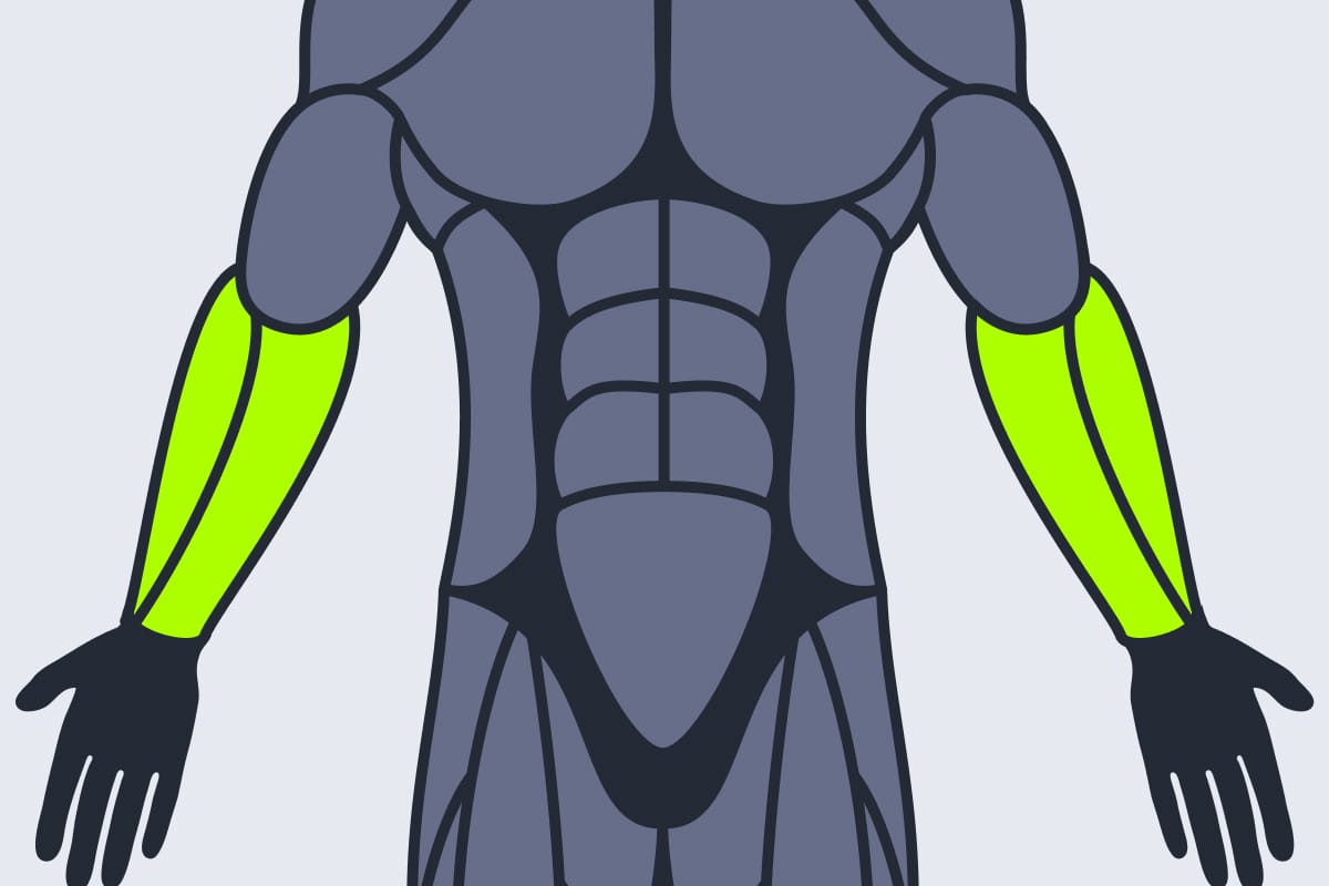 Forearms