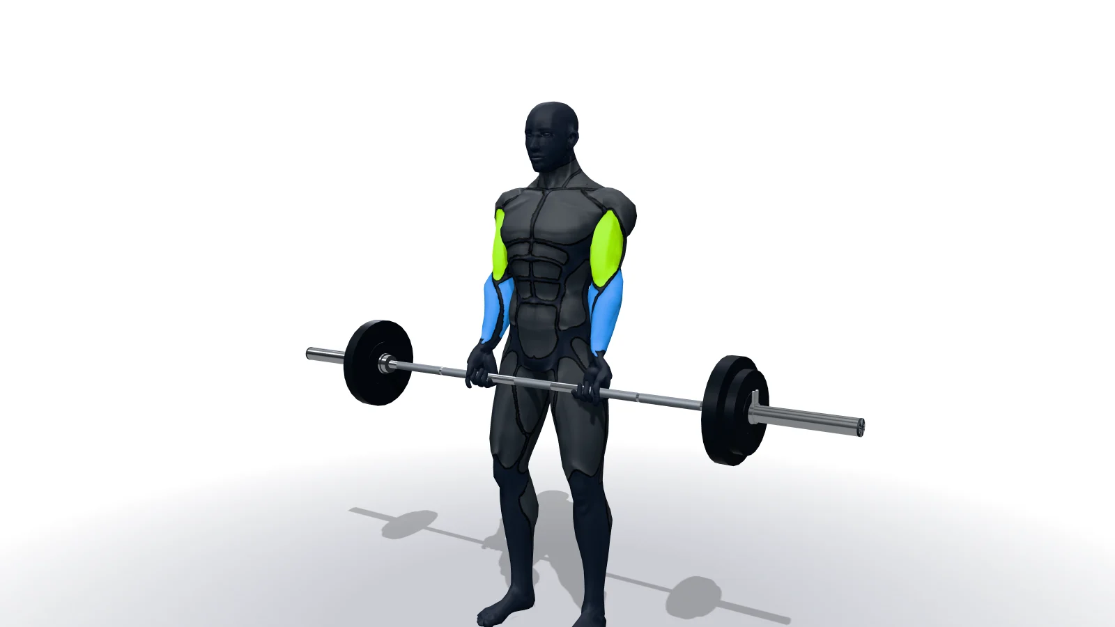 Barbell Curl, mostrato da una figura 3D