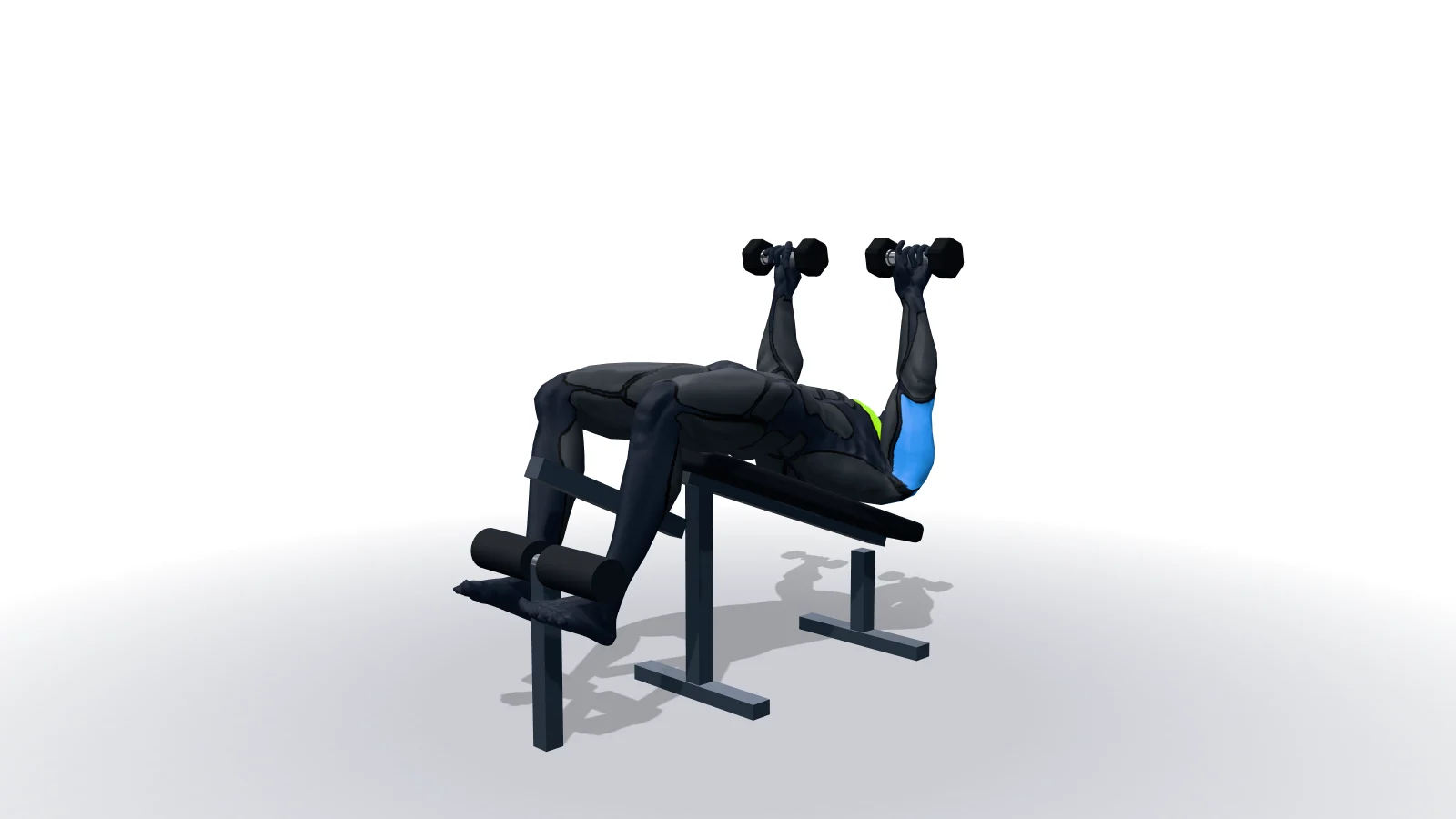 3D 모델로 보는 Decline Dumbbell Bench Press