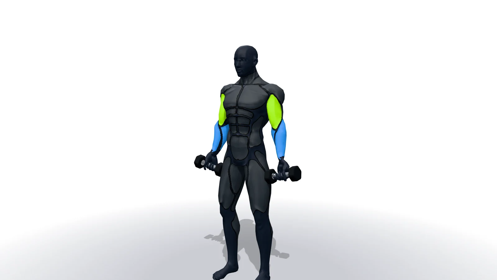 Dumbbell Bicep Curl（3Dモデルによる実演）