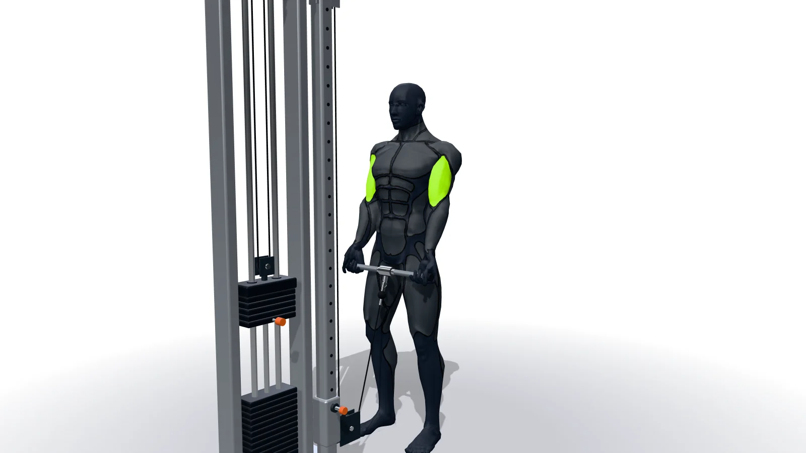 3D 모델로 보는 Standing Biceps Cable Curl