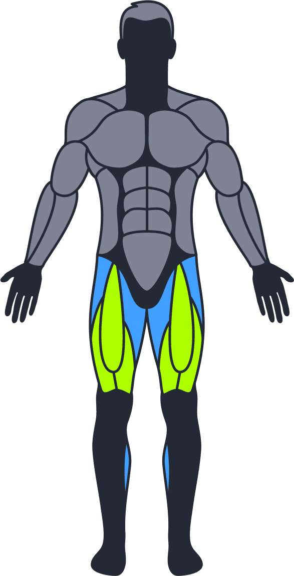 Muscle Groups